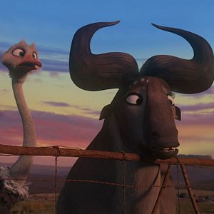 Bilder Khumba - Das Zebra ohne Streifen am Popo