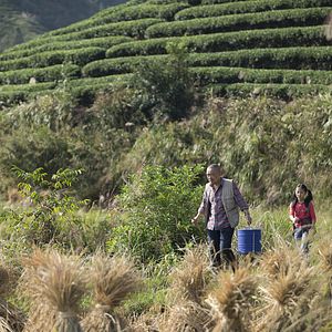 Bilder The Nightingale