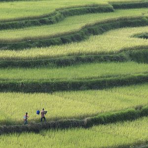 Bilder The Nightingale