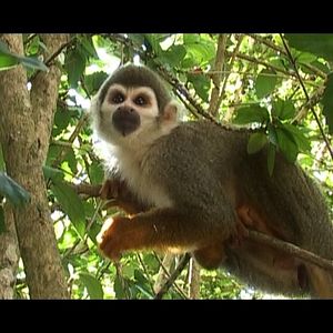 Bilder Chaparri, les sept ours de la montagne sacrée