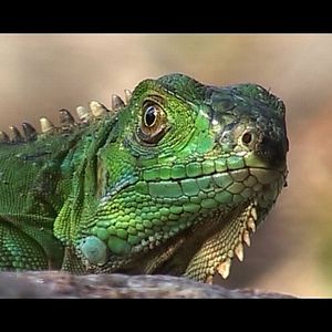 Bilder Chaparri, les sept ours de la montagne sacrée