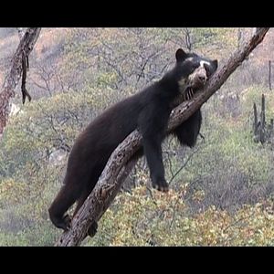 Bilder Chaparri, les sept ours de la montagne sacrée
