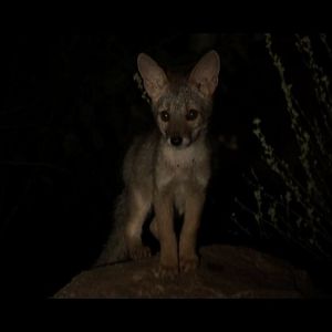 Bilder Chaparri, les sept ours de la montagne sacrée