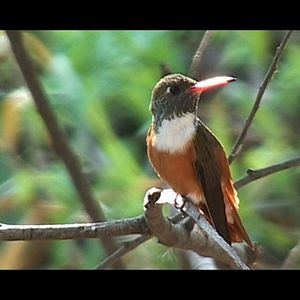 Bilder Chaparri, les sept ours de la montagne sacrée