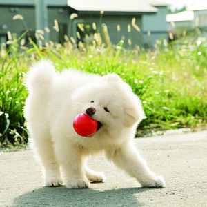 Bilder Chiko - Eine Freundschaft fürs Leben