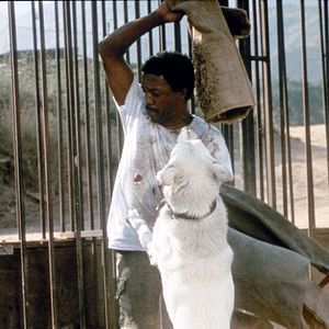 Bilder Die Weiße Bestie