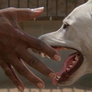 Bilder Die Weiße Bestie