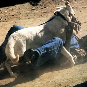 Bilder Die Weiße Bestie