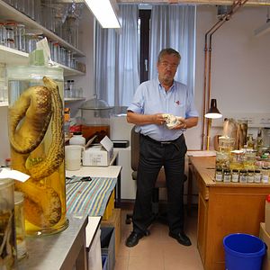 Bilder Vom Ordnen der Dinge