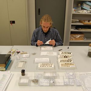 Bilder Vom Ordnen der Dinge