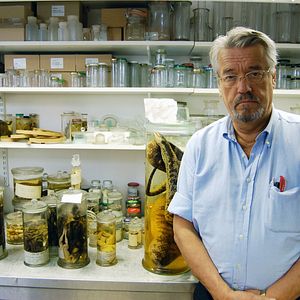 Bilder Vom Ordnen der Dinge