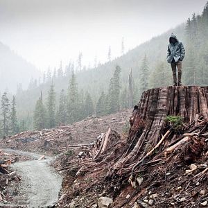 Bilder If a Tree Falls : A Story of the Earth Liberation Front