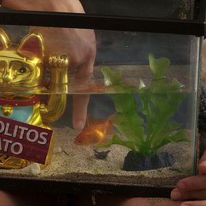 Bilder Der wundersame Katzenfisch