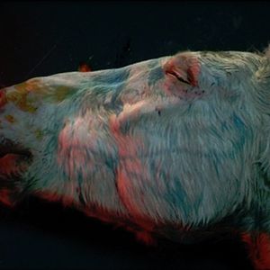 Bilder Boro in the Box et Living still Life