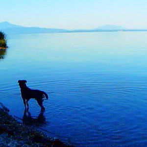 Bilder Goodbye To Language