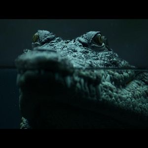 Bilder Crocodile