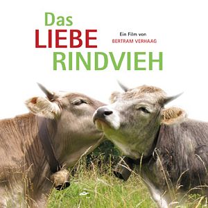 Bilder Das liebe Rindvieh