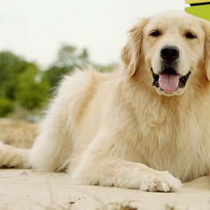 Bilder Shadow - Ein Hund zum Verlieben