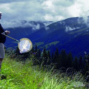 Bilder Der Schmetterlingsjäger