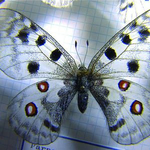 Bilder Der Schmetterlingsjäger