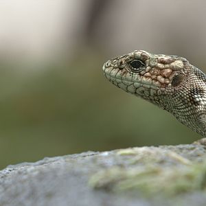 Bilder Planet Deutschland - 300 Millionen Jahre