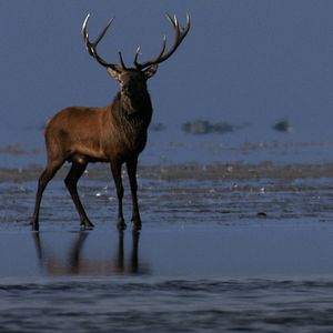 Bilder Planet Deutschland - 300 Millionen Jahre