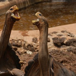 Bilder The Galapagos Affair: Satan Came To Eden