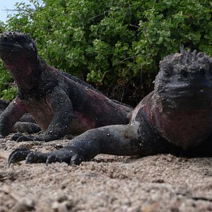 Bilder The Galapagos Affair: Satan Came To Eden