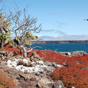 Bilder The Galapagos Affair: Satan Came To Eden