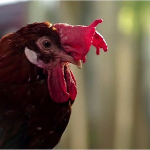 Bilder Brasileiros de Coração