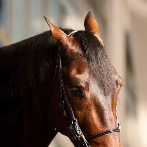 Bilder Fandango - Ein Freund fürs Leben