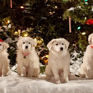 Bilder Santa Pfote 2 - Die Weihnachts-Welpen