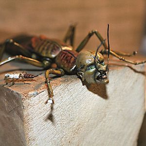 Bilder Toys in the Attic - Abenteuer auf dem Dachboden