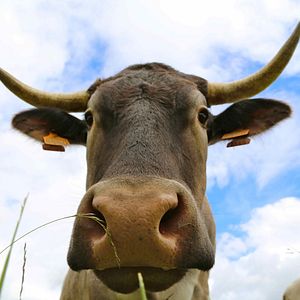 Bilder Steak Revolution - Zurück zum natürlichen Genuss