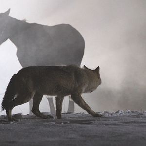 Bilder Unter Bestien - Der alte Mann und die Wölfe