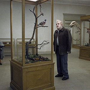 Bilder Eine Taube sitzt auf einem Zweig und denkt über das Leben nach