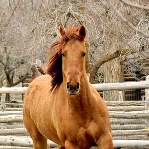 Bilder Herzenssache - Ein Pferd für die ganze Familie