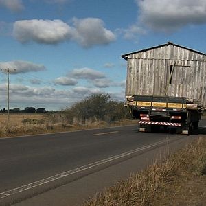 Bilder Dromedário no Asfalto