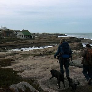 Bilder Dromedário no Asfalto