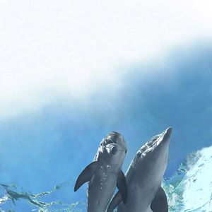 Bilder Mein Freund, der Delfin 2