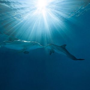 Bilder Mein Freund, der Delfin 2