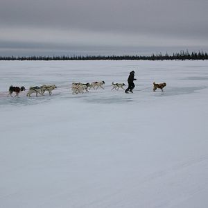 Bilder The Wings of Johnny May