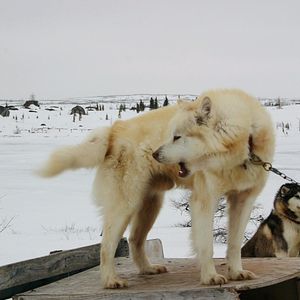 Bilder The Wings of Johnny May