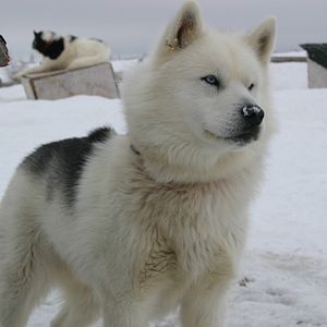 Bilder The Wings of Johnny May