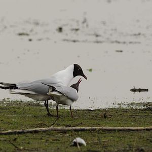 Bilder Deutschlands wilde Vögel - Teil 2 - Die Reise geht weiter