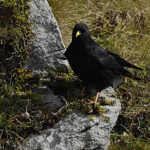 Bilder Deutschlands wilde Vögel - Teil 2 - Die Reise geht weiter