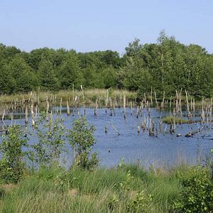 Bilder Deutschlands wilde Vögel - Teil 2 - Die Reise geht weiter