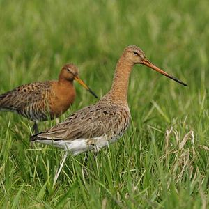 Bilder Deutschlands wilde Vögel - Teil 2 - Die Reise geht weiter