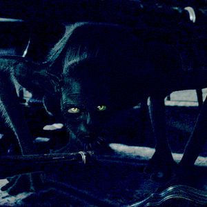 Bilder The Last Will and Testament of Rosalind Leigh