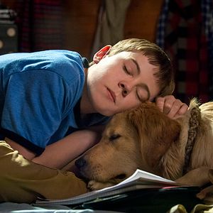 Bilder Ein Hund im Winter